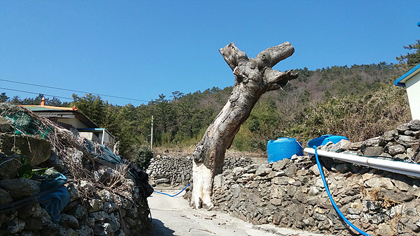  교회로 올라가는 길에 수령 500년쯤 되어보이는 팽나무가 죽어있었다. 한참 때는 마을주민들의 쉼터가 되고 어린이들의 놀이터가 되었을 나무가 고목이 되어 을씨년스럽기까지 했다