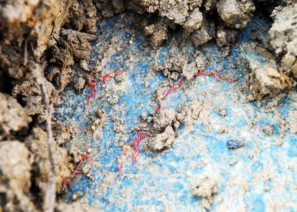강바닥에서 퍼올린 펄 속에서는 환경부 수생태 4급수 지표종인 실지렁이와 붉은 깔따구가 어렵지 않게 확인됐다.  