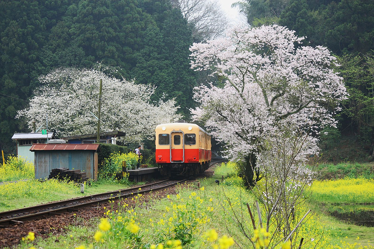 벚꽃과 유채꽃이 만발인 코미나토철도의 무인역