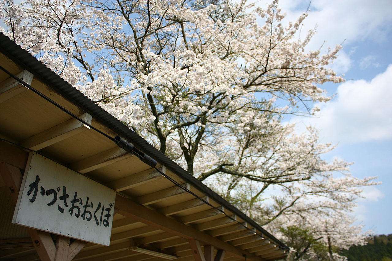 벚꽃이 만개한 코미나토철도의 카즈사오오쿠보역의 모습