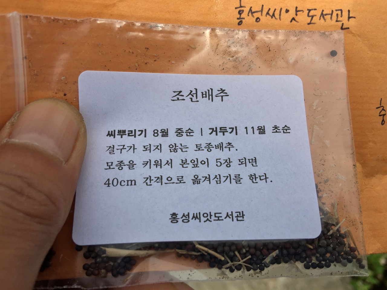 홍성씨앗도서관에서 온 조선배추 씨앗