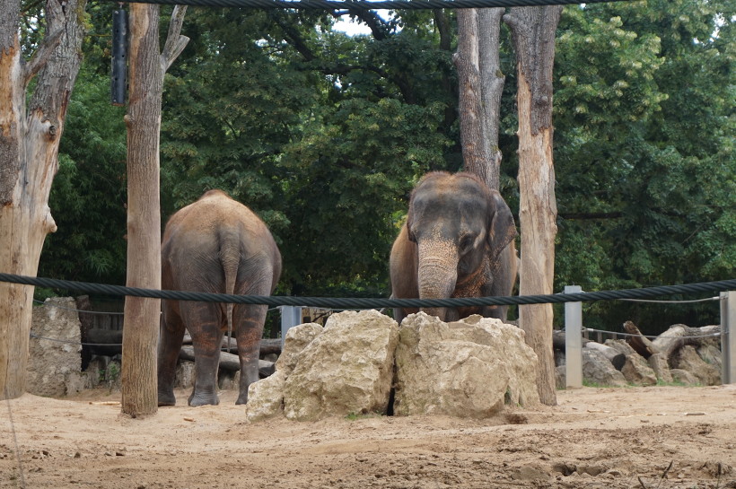 독일 동물원의 코끼리
