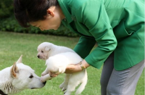 박근혜씨가 청와대에 있을 때 반려동물 등록까지 했던 어미개와 낳은 새끼. 