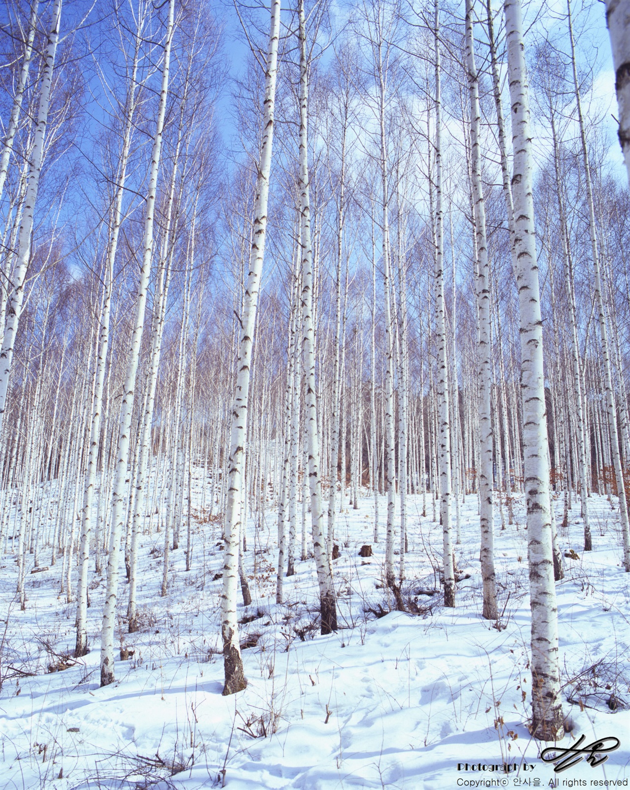  배경으로 보이는 산까지 눈으로 덮여있었다면 더 할 나위 없이 환상적인 풍경이었을 것이다. 하지만 파란 하늘이 있었기에 충분히 아름다웠다. 사진으로는 표현이 잘 안된다.