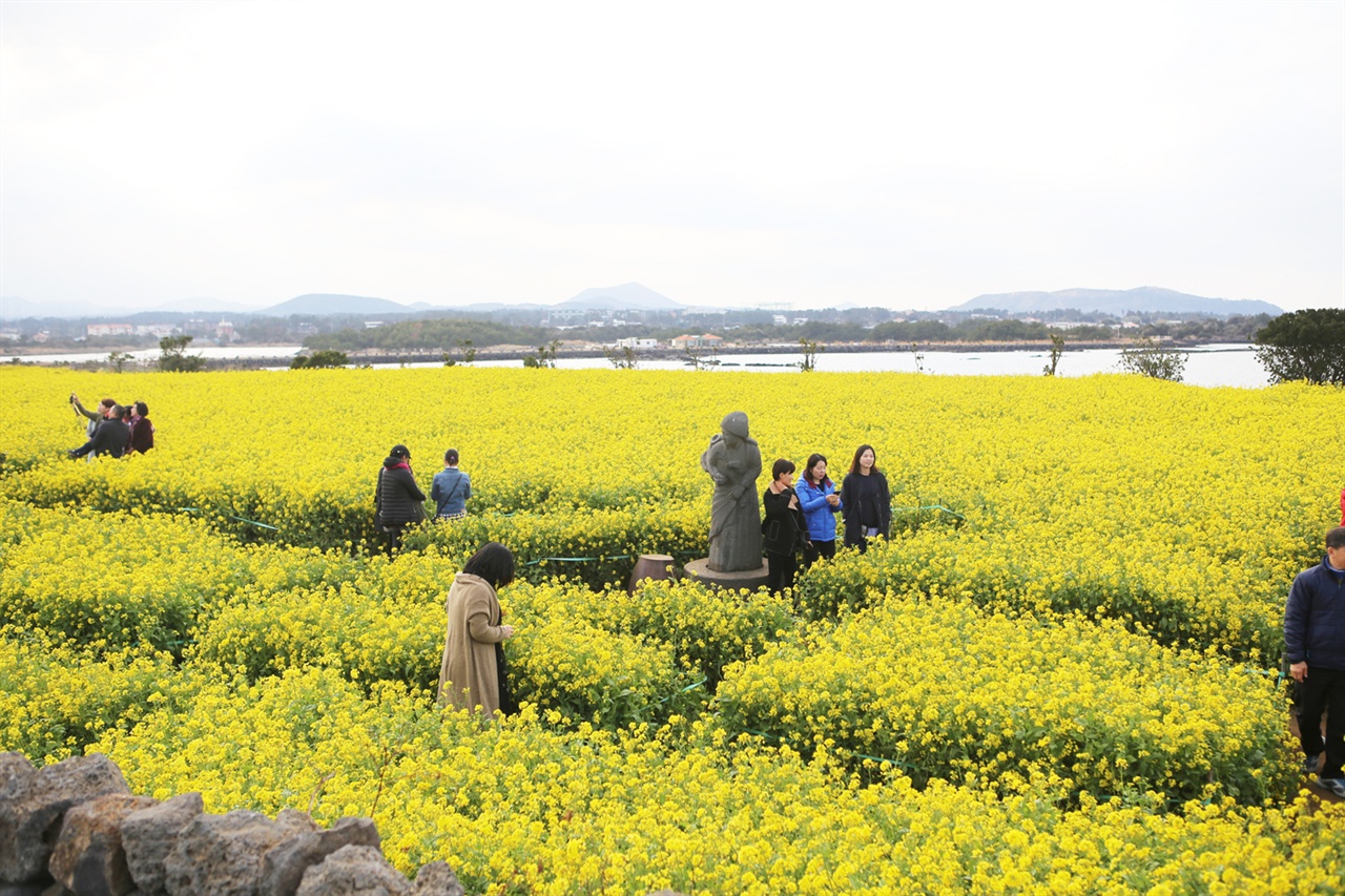 중국인 사라져 쾌적해진 성산 일대에서 관광객들이 유채꽃 향기에 취해있다