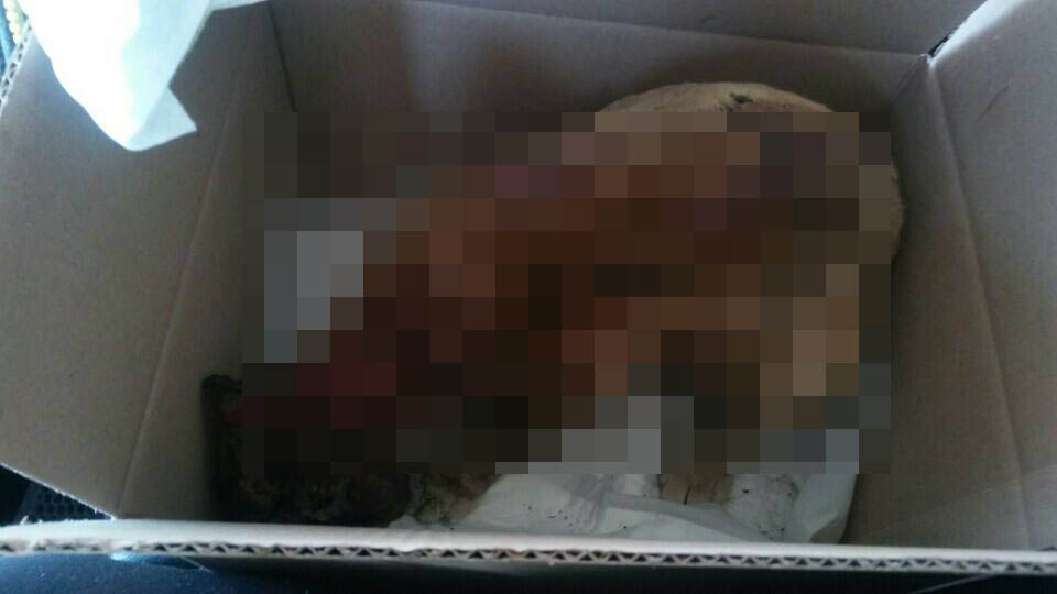 16일 오전, 용인시 처인구에서 길고양이가 화학물질로 테러당한 채 발견됐다.