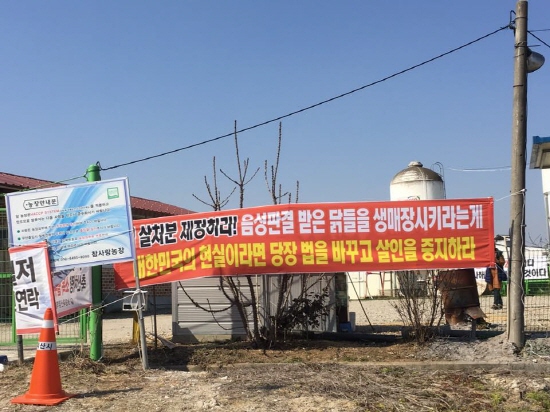 정부의 무분별한 살처분에 항의하며 예방적 살처분을 거부하고 있는 전북 익산의 동물복지농장