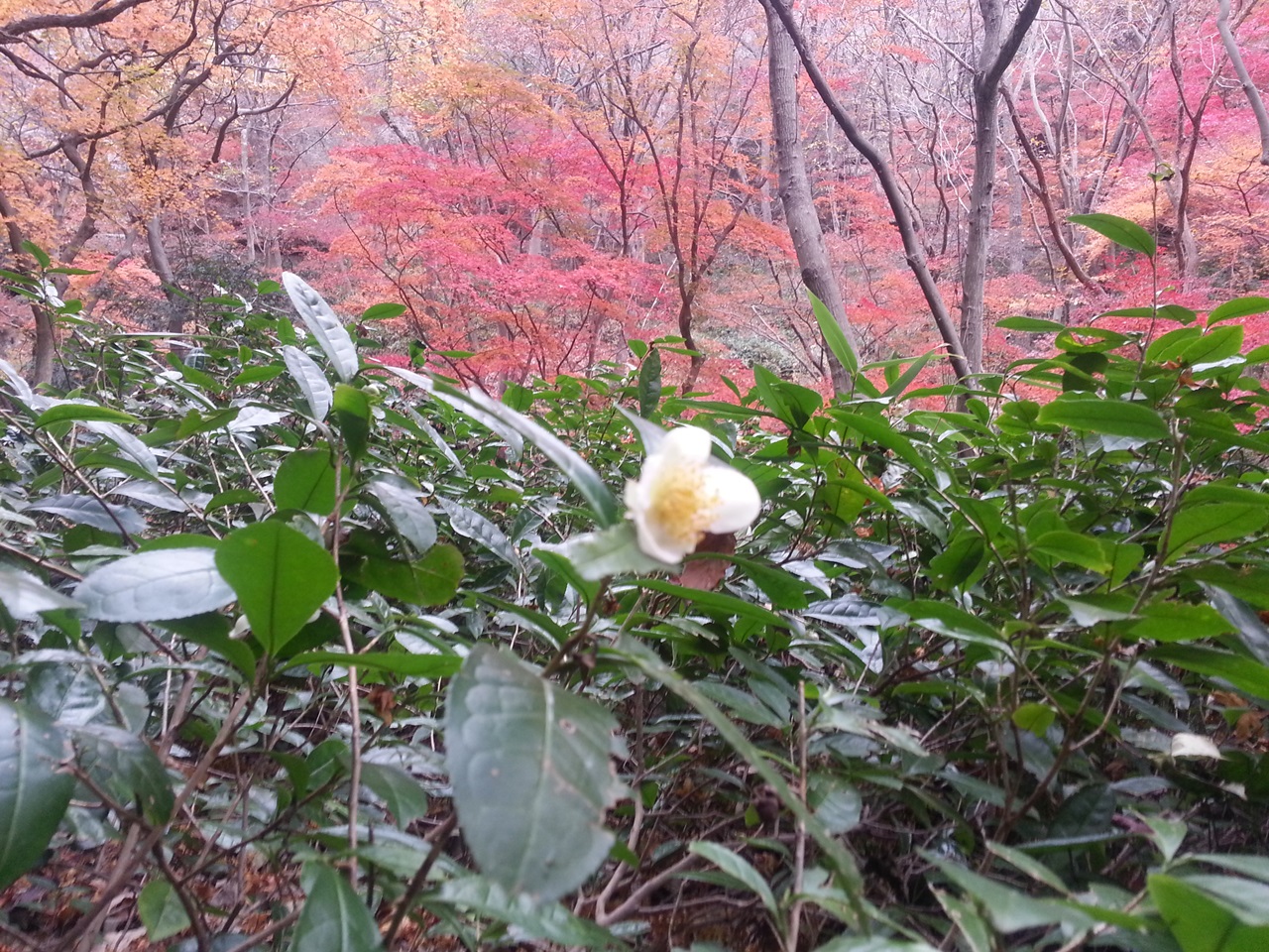 늦가을 선운사 선운사에는 멋진 차정원(산책길)이 있다.