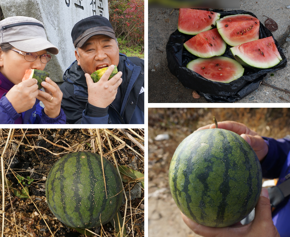 많은 음식들을 나눠 먹었지만 가장 맛있었던 것은 길에서 딴 똥수박, 두번째로 맛있었던 것은 냄새에 홀려 고향으로 가는 밤 마지막 기차를 놓치며 먹은 붕어빵이랍니다. 가을 볕에 속실을 찌우고 익었을, 첫서리에도 얼지 않은 똥수박. 하늘이 내려준 선물로 받아들여도 되겠죠?(2016.11.11. 4일차)