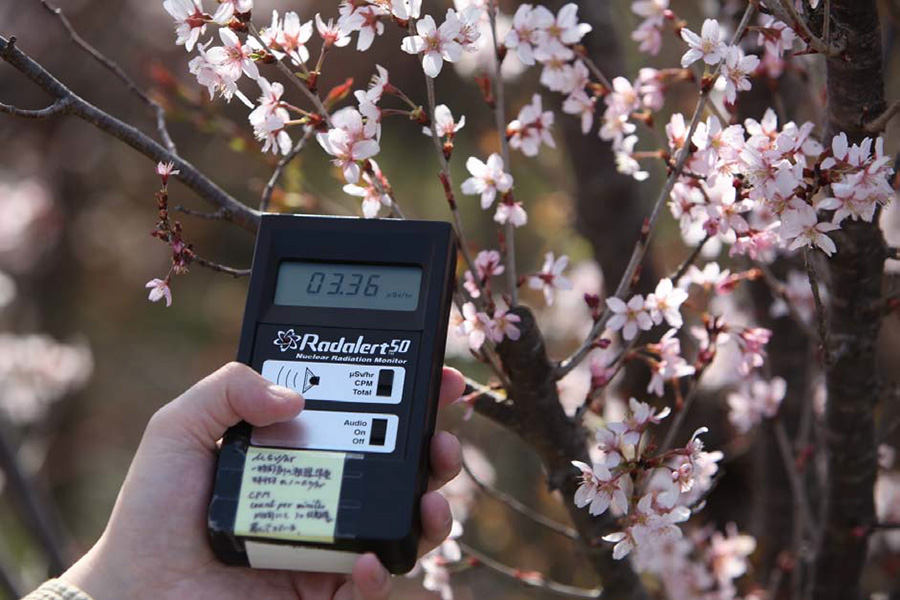 후쿠시마현 후쿠시마시 하나미산에 꽃들이 활짝 피었다. 원전에서 60km이상 떨어진 지역임에도 방사능이 3.66uSv로 검측되었다
