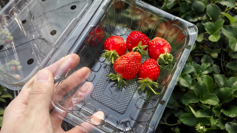 딸기 수확체험 - 자유롭게 원하는 딸기를 수확하여 담을 수 있다