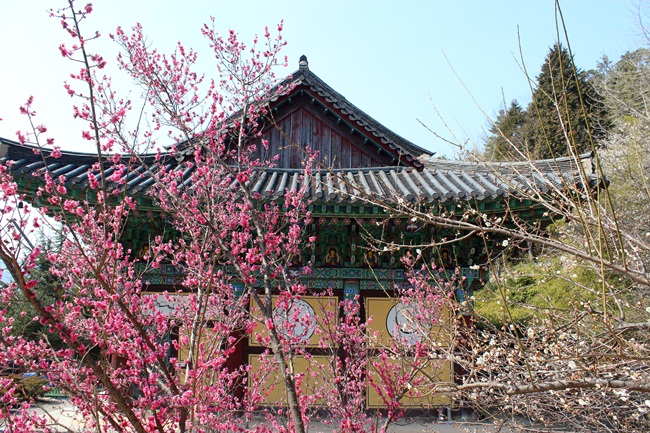  순천 금둔산 금둔사 일주문을 들어서자 매화 향이 가득합니다. 무릉도원이나 했습니다.