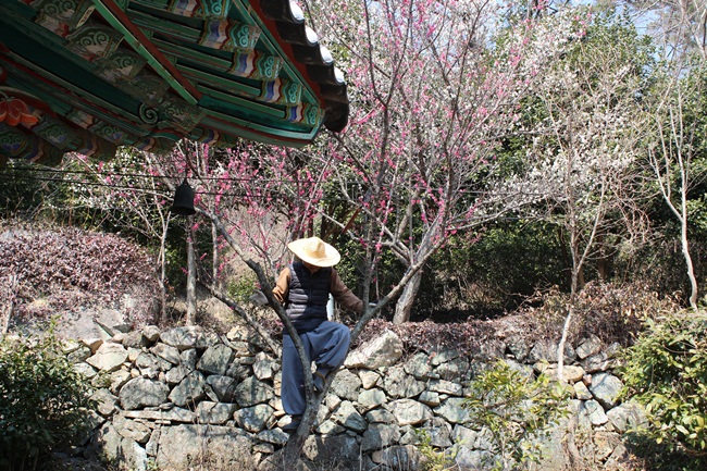 밀짚모자 쓴 지허 스님, 올라탄 매화에서 내려 옵니다. 신선이 따로 없습니다.