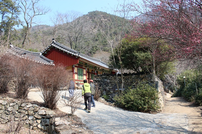  매화 향기에 푹 빠지니 여기가 바로 선계입니다.