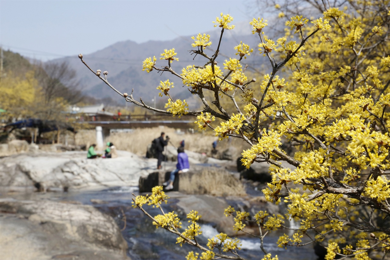 서시천변에 활짝 핀 산수유꽃. 너럭바위와 어우러져 매혹적이다. 여행객들도 이 바위에 앉아 쉬어간다.