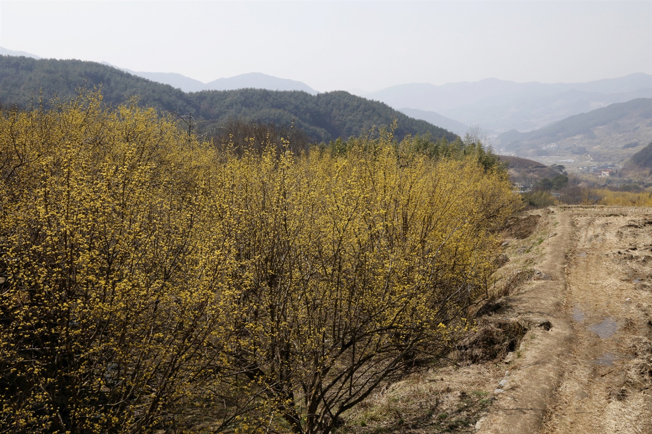  노랗게 물든 산수유마을 풍경. 상위마을의 산유정에서 본 풍경이다.