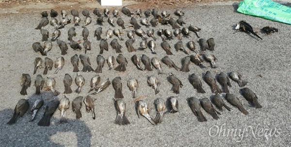 23일 창원시 성산구 축구센터 주변에서 새 150여 마리가 죽은 채 발견되었다.