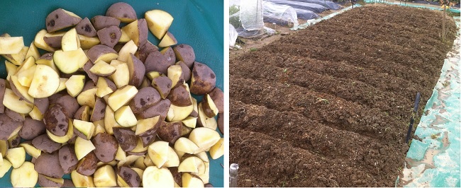           감자씨를 땅에 묻기 전에 눈을 중심으로 잘라놓은 모습과 감자를 다 심은 다음 밭 모습입니다.  