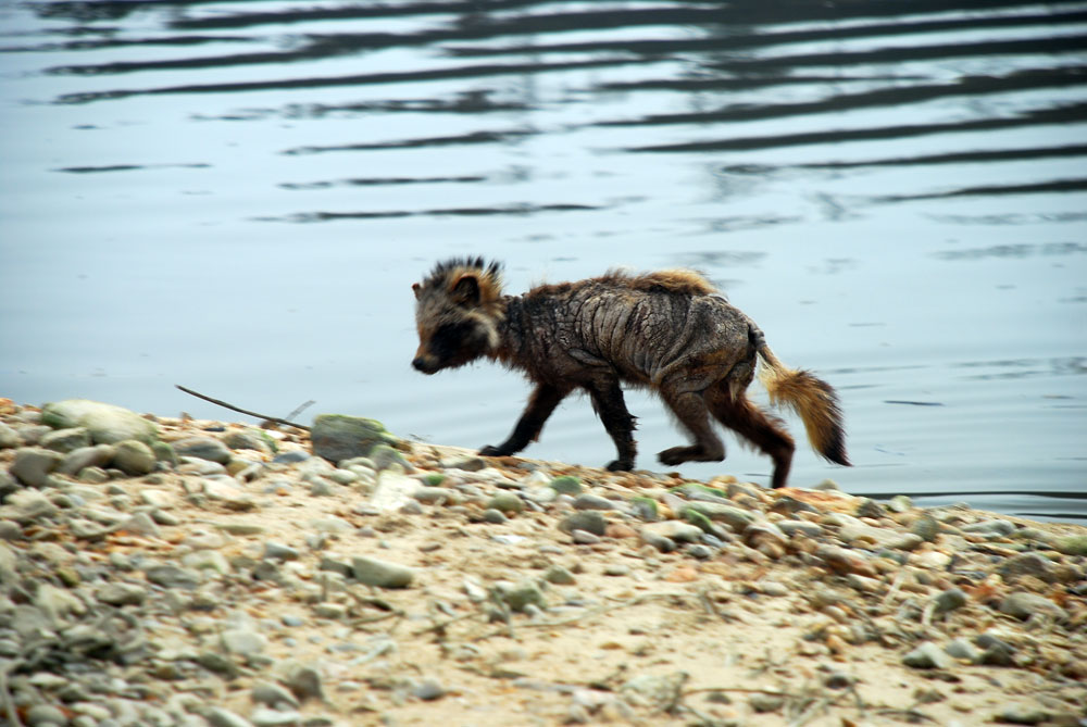 강변에 살아가는 야생동물들도 건강을 잃었다. 가죽만 앙상하게 남은 너구리가 인기척에 느리게 도망가고 있다. 