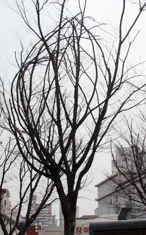 예산역광장 조경수인 느티나무 대부분이 가지가 고사해 제대로 수형을 갖추지 못하고 있다.