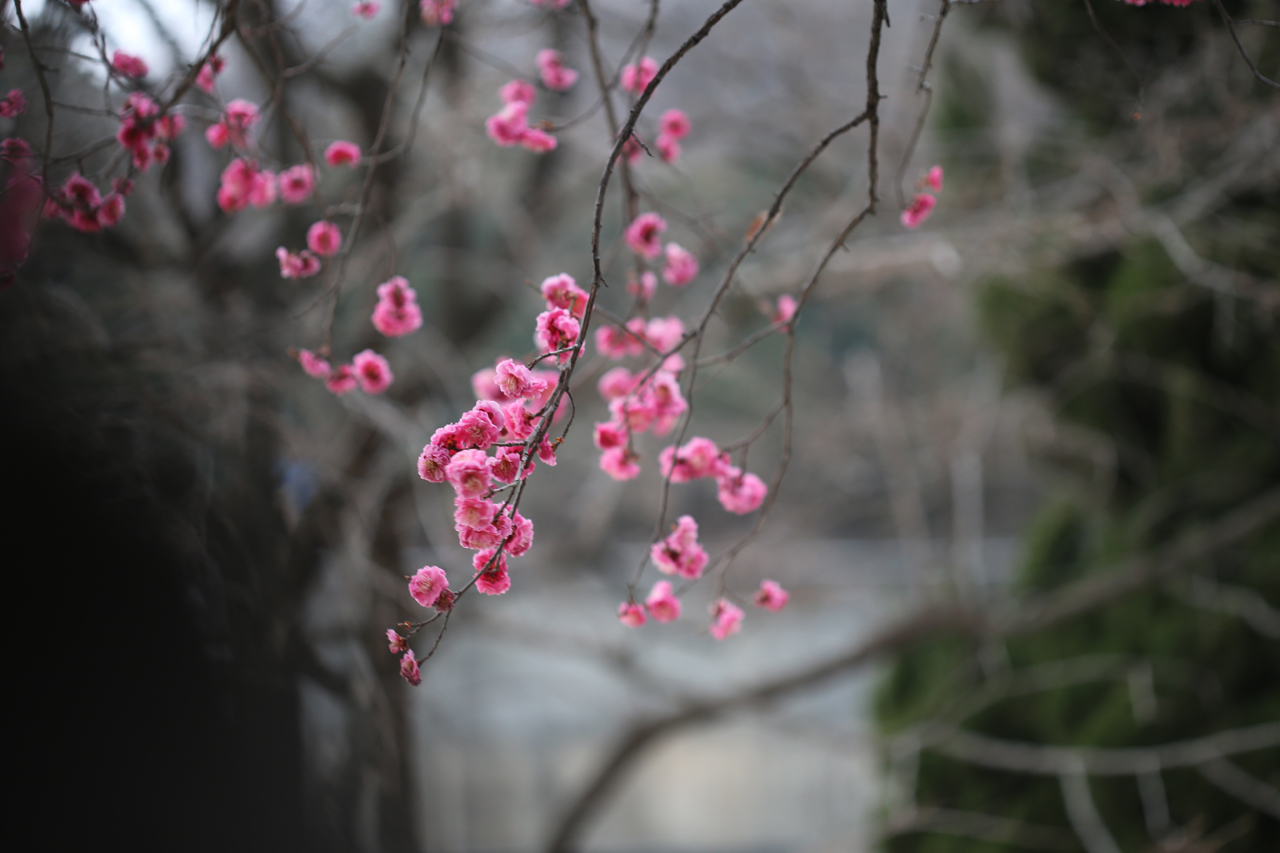 봄바람에 꽃비를 흩날리는 홍매화가 가는 봄날을 아쉬워하는 듯하다.