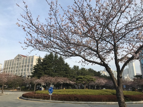 학교전체를 둘러싸고 있는 벚꽃으로 부경대캠커스가 아름답다 