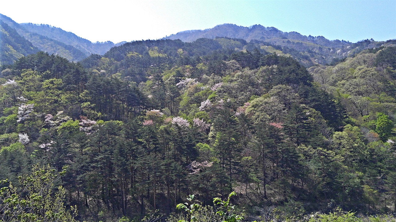 산벚꽃 행정구역상 오색1리 2반으로 불리는 백암마을과 오색1리 5반에 해당되는 관대문마을 일대에 산벚꽃이 절정일 때엔 달리던 차들을 갓길에 주차시키고 많은 이들이 풍경 속에 자신을 담고자 한다.