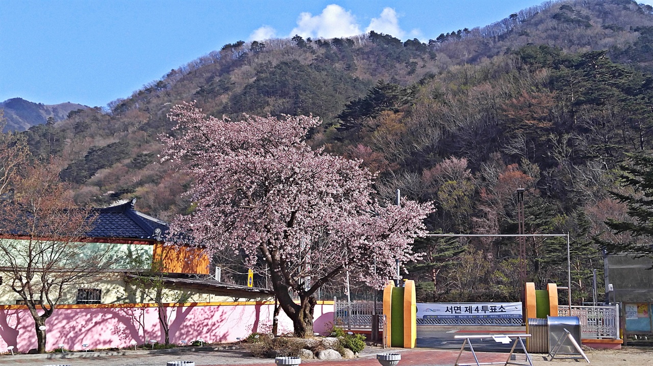 오색초등학교 교문의 벚나무 작년 제20대 국회의원 선거가 치러진 4월 13일 양양군 서면 제4투표소에 참관인으로 일했다. 이른 새벽 투표장인 오색초등학교로 가 가장 먼저 투표를 마치고 주민들의 투표를 참관했다. 투표를 하려는 발길이 뜸한 오후 잠시 휴식을 취하며 43년 전 심었던 벚나무를 바라봤다.