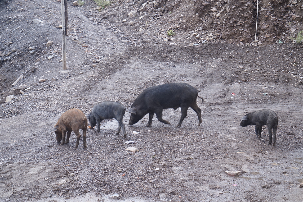 볼리비아의 오지마을에서는 황폐한 토양 때문에 농사 짓기가 힘들어 돼지를 치는 집이 더 많았다.