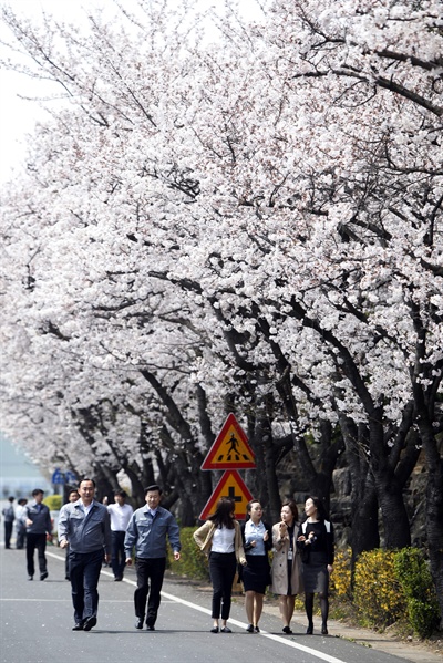  두산중공업 창원공장 벚꽃.