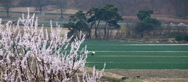  5일 함양군 함양읍 조동마을 양파논.