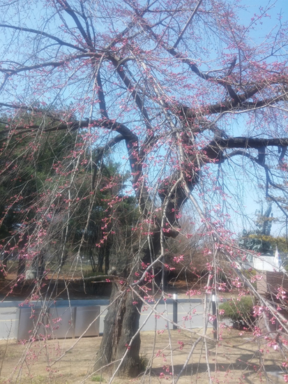 수양벚나무는 가지가 수양버들처럼 축축 늘어져 있다. 늘어진 가지에 매달린 벚꽃은 다른 곳의 벚꽃에서는 느길 수 없는 아름다움을 즐길 수 있다.