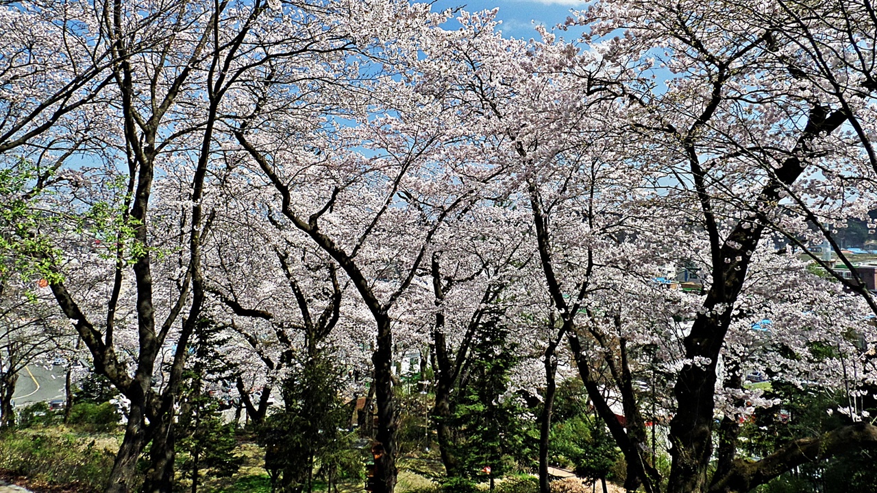 현산공원의 4월은 벚꽃이 피면 아이들 손을 잡고 나선 이들이 많다. 걷기 좋게 정돈된 길을 따라 오래된 벚나무들이 일제히 꽃을 피우면 그리 높지 않은 산이 온통 구름에 가린 듯 싶다.