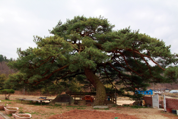  하동 불무마을에 있는 수령 600년이 넘은 소나무