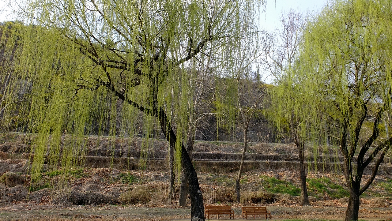 치렁치렁한 연둣빛 가지를 늘어트린 강가의 나무들.  