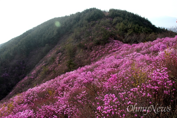  창원 천주산 진달래.