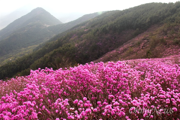  창원 천주산 진달래.