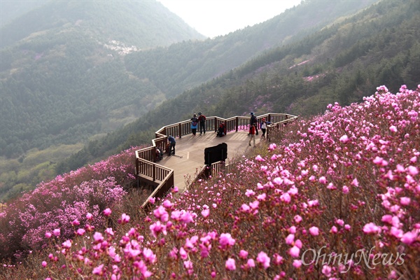  창원 천주산 진달래.