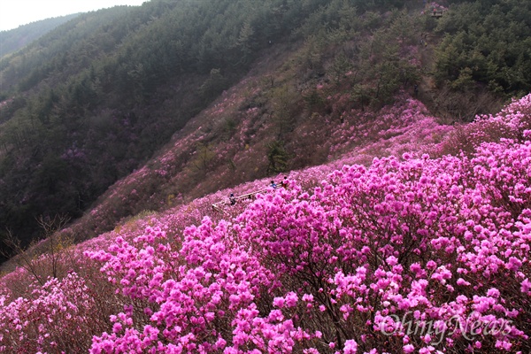  창원 천주산 진달래.