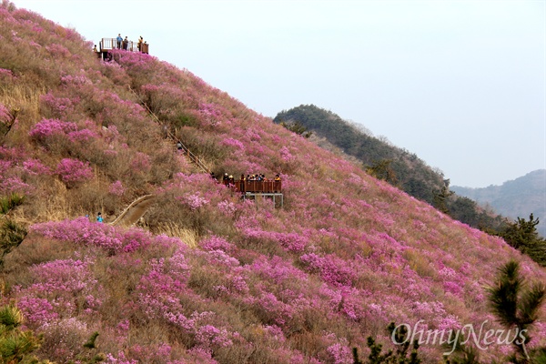  창원 천주산 진달래.