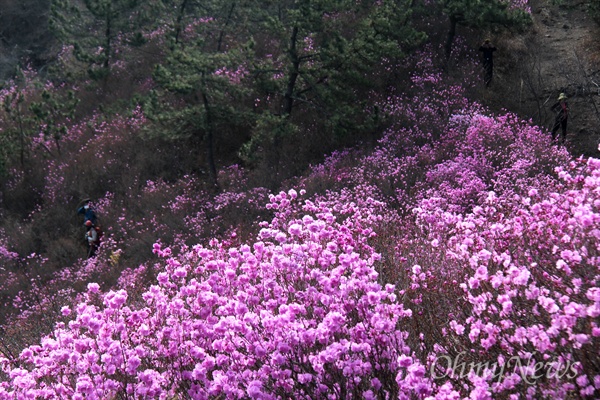  창원 천주산 진달래.