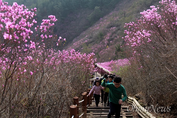  창원 천주산 진달래.