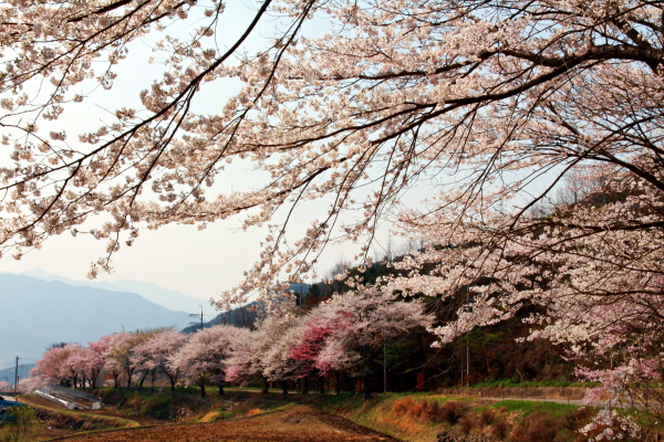  경남 진주에서 거창 가는 일반국도 3호선 4차선 도로에서 잠시 산청군 산청읍 정곡리 정곡삼거리 방향으로 빠져 하얀 사월을 만났다.
