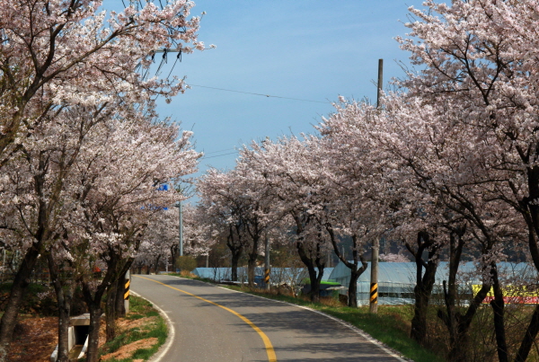 산청군 산청읍 정곡삼거리에서 신등면 양전리로 넘어가는 고개 10여Km 길(지방도 60)에 벚꽃이 연분홍빛으로 일렁인다. 
