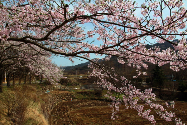 정곡삼거리에서 신등면 양전리로 넘어가는 고개 10여Km 길(지방도 60)에 벚꽃이 연분홍빛으로 일렁인다. 
