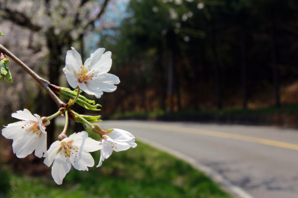 하얀 벚꽃 한 송이 길가로 벗어 오가는 차들에게 인사를 건넨다.
