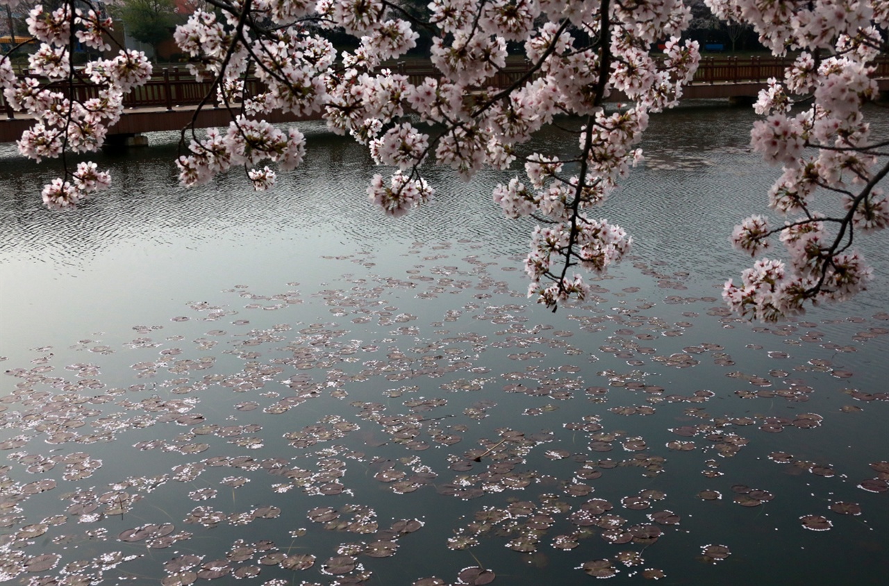  운천지에 만개한 벗꽃잎이 물위에 떨어져 추상화를 연상케하는 모습