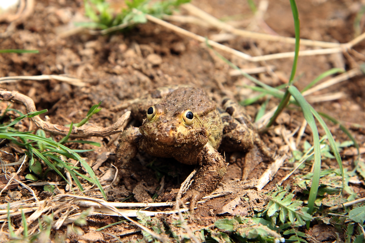 봄 기운에 텃밭에서 뛰쳐나온 두꺼비.