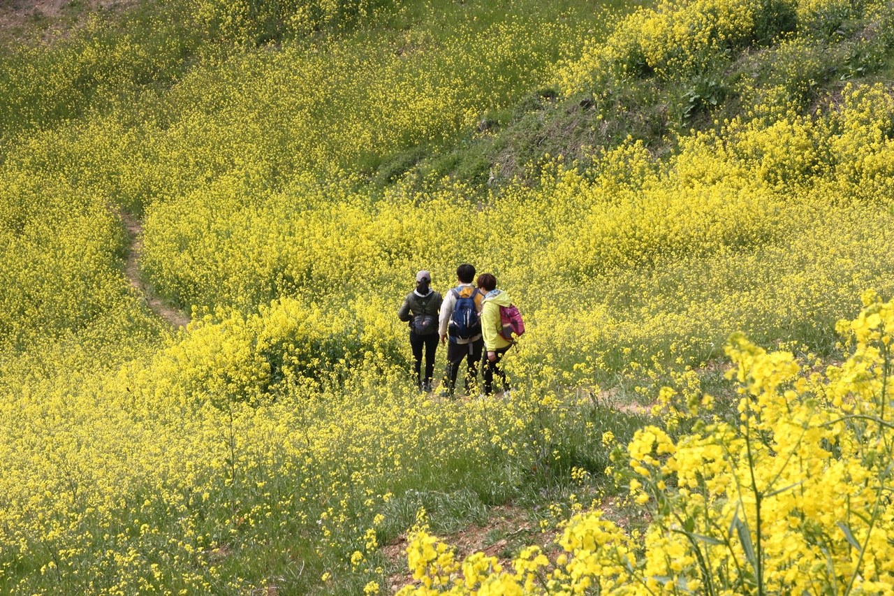 유채꽃 만발한 하화도 꽃섬길을 걷고 있는 관광객의 모습