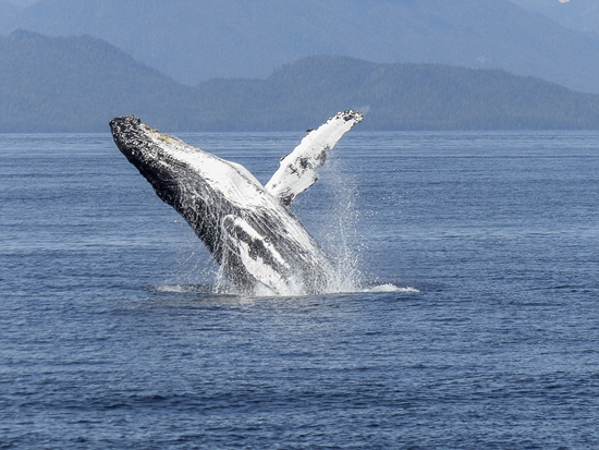마우이 해안에서 겨울을 지내는 혹등고래가 가끔 물위로 뛰어올라 관광객들을 즐겁게 해준다고 한다. 